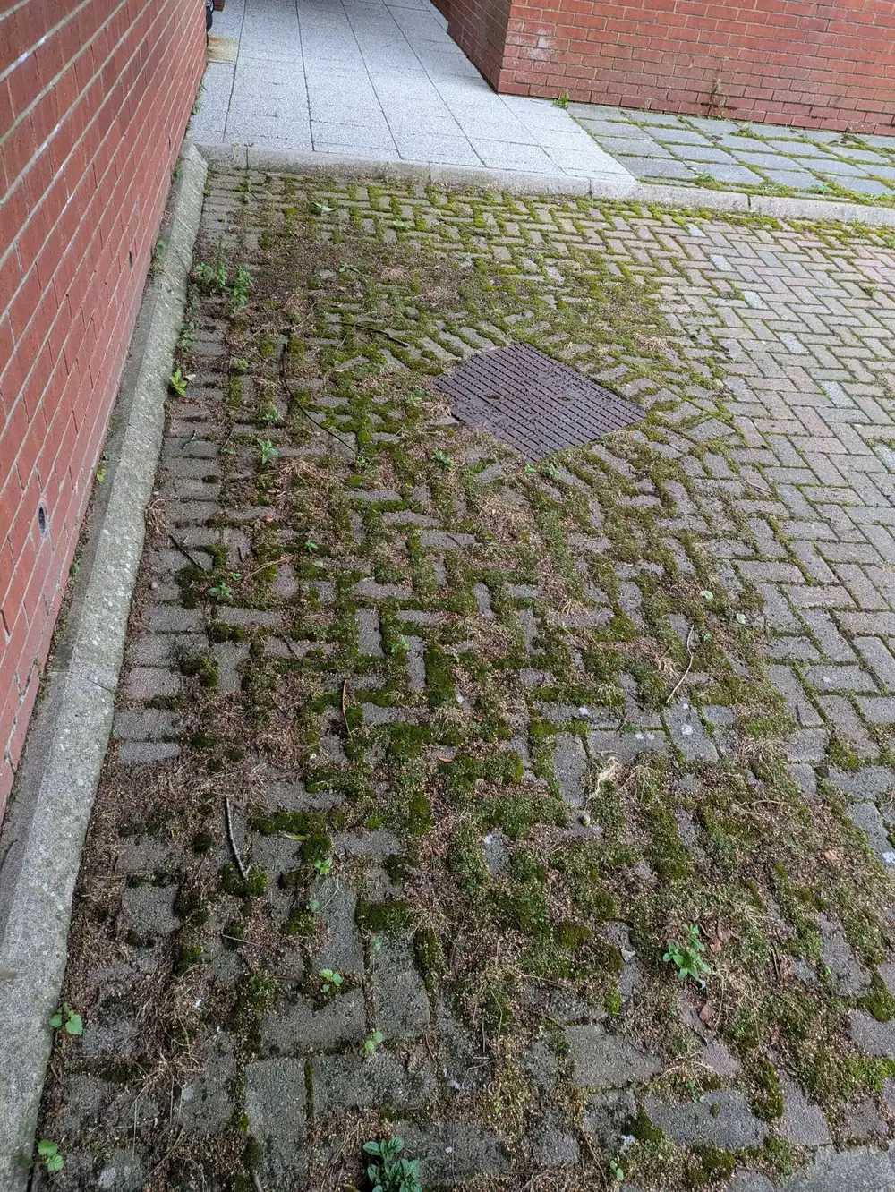 Moss-covered commercial block paving before cleaning