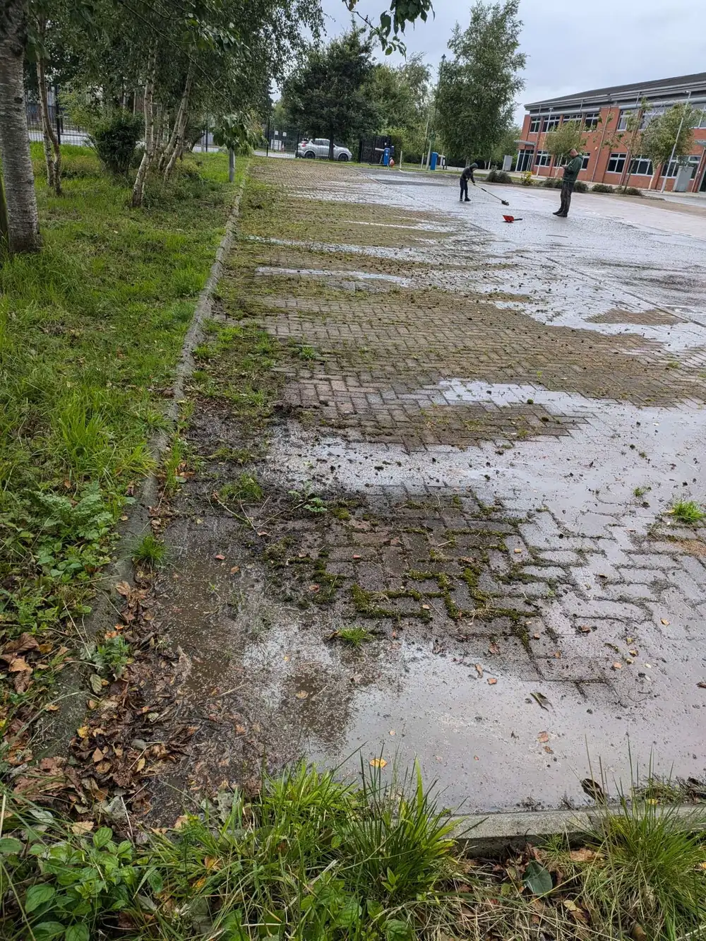 Moss and weed-covered commercial paving before cleaning